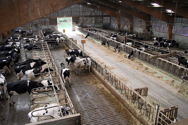 Ferme Des 1000 Vaches Le Combat Pour Une Agriculture Durable Et Créatrice Demplois Ne S 